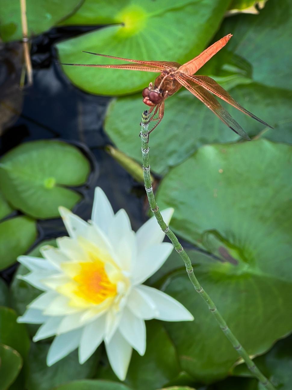 Free Image of Dragonfly rests on a slender stem above a blooming water lily in sunlight 