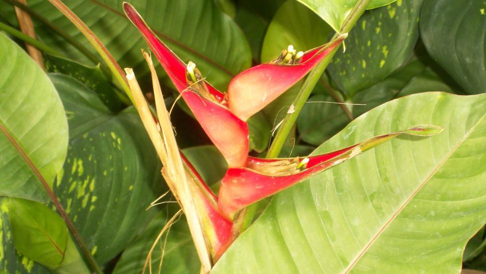 Free Image of Collection of various exotic flowers 