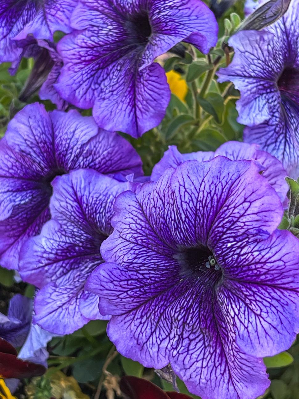 Free Image of Vivid purple petunias bloom in a vibrant garden during springtime 