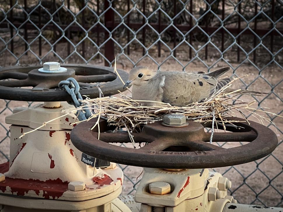 Free Image of Bird nesting on industrial valves in urban environment during sunset 
