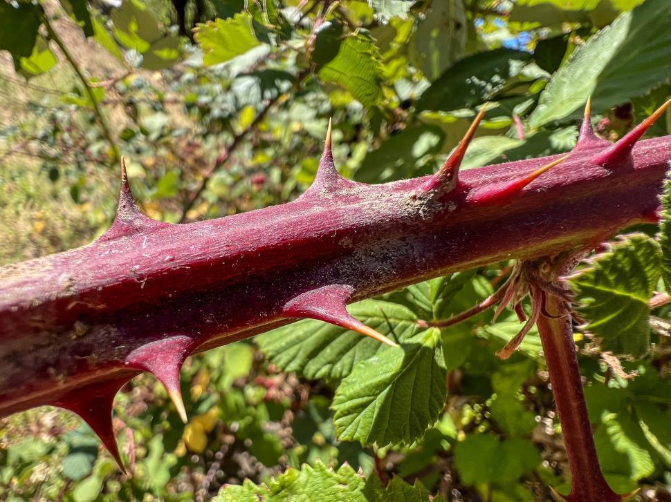 Free Image of Botanical close-up of a thorny blackberry stem in a natural environment 