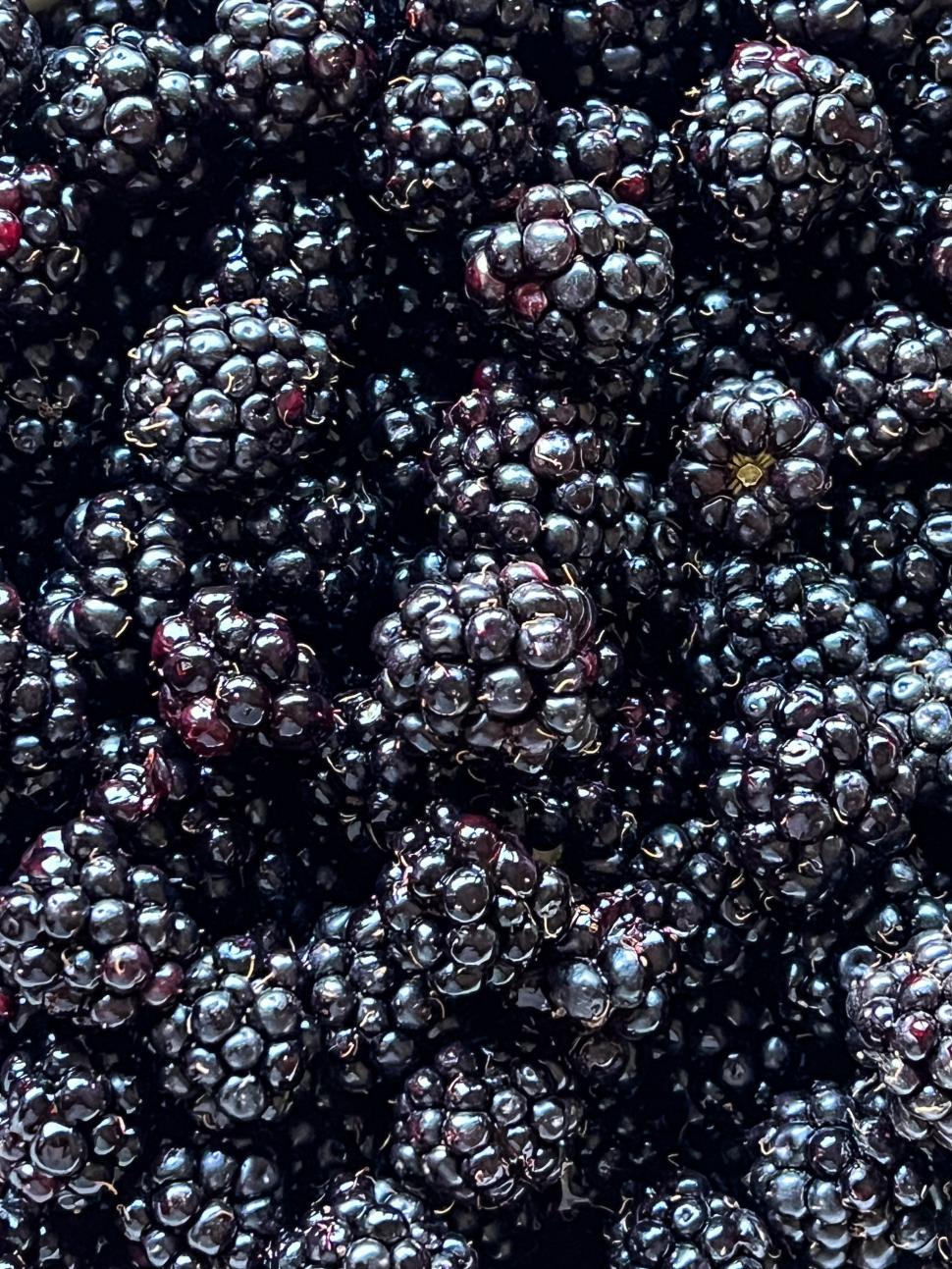 Free Image of Fresh blackberries piled together for harvest in a sunlit field 