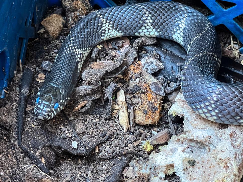 Free Image of Black king snake resting on ground among debris in outdoor location 