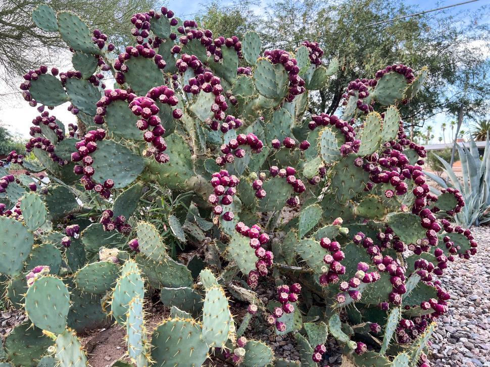 Free Image of Prickly pear cactus in bloom with vibrant purple fruit on sunny day 