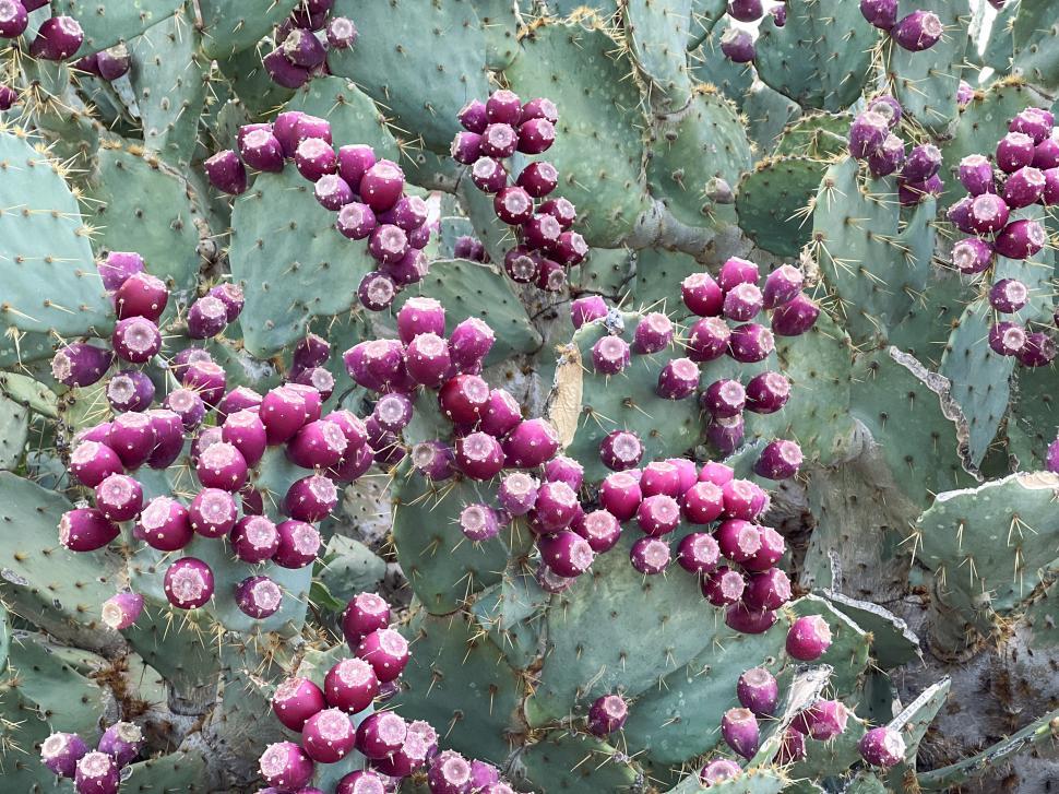 Free Image of Colorful prickly pear cactus fruits in a desert landscape during midday 