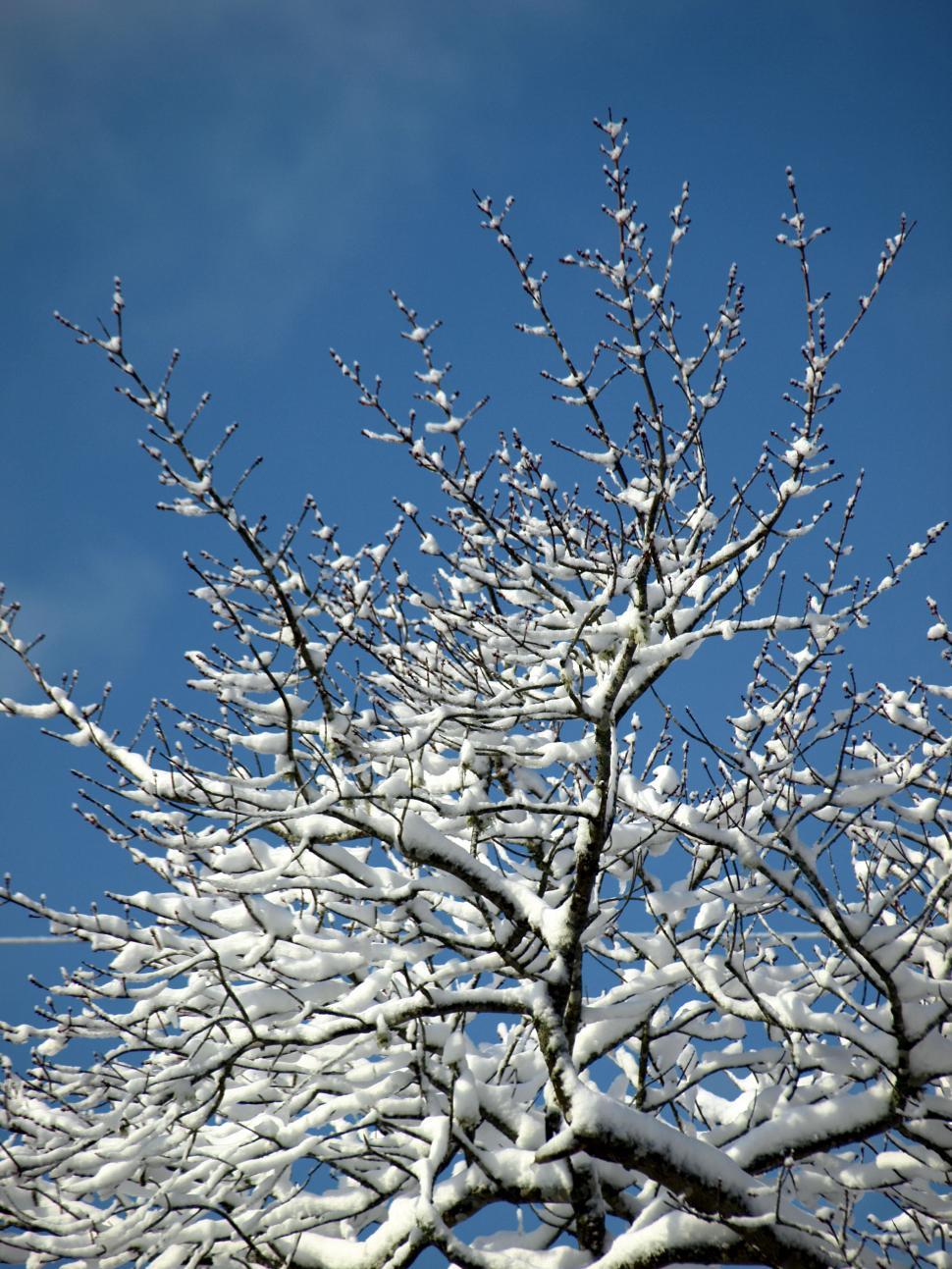 Free Image of Winter tree covered in fresh snow against a bright blue sky 