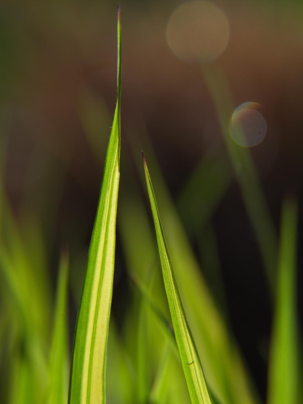 Free Image of Close-up view of green grass blades in a natural environment during daylight 