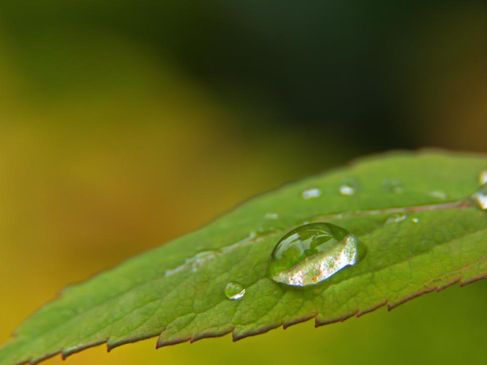 Free Image of Close-up of a water droplet on a green leaf in a natural environment during daytime 