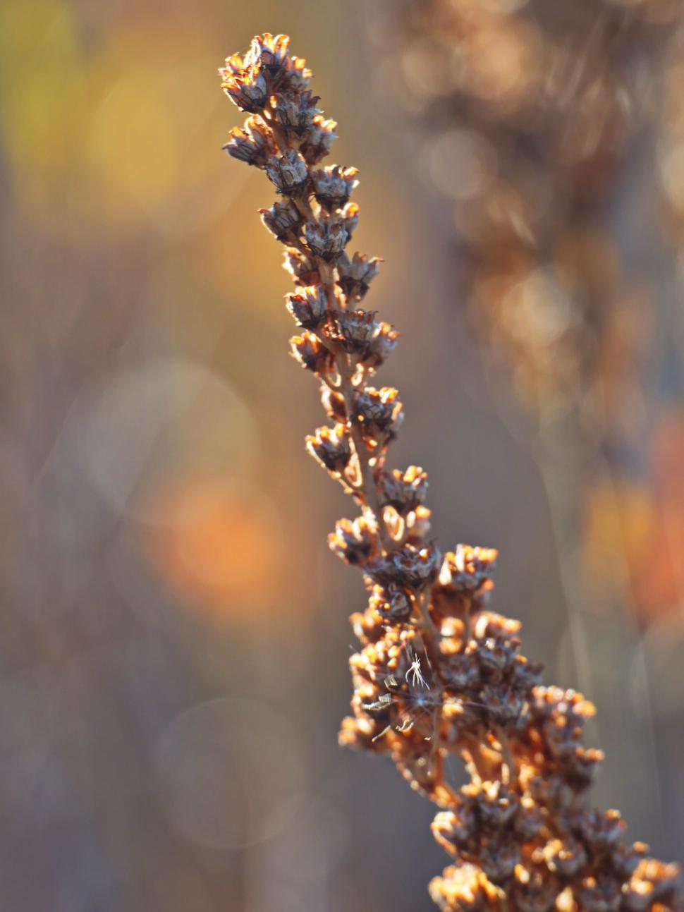Free Image of Wildflower stalk in golden sunlight against a blurred background in autumn 