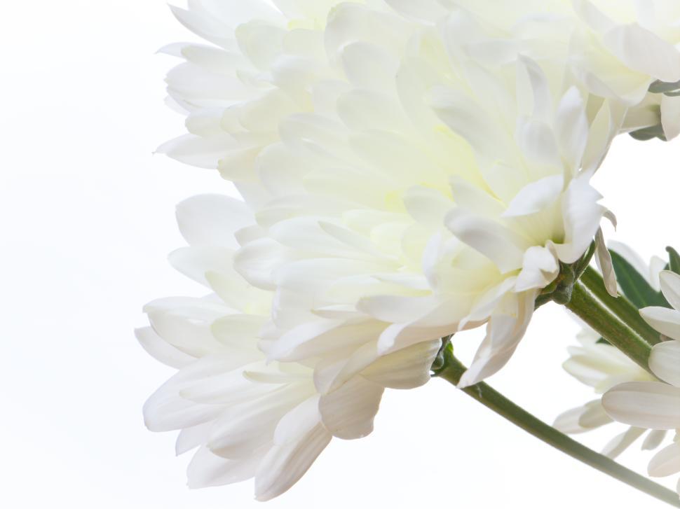 Free Image of White chrysanthemum blooming against soft light background in delicate display 