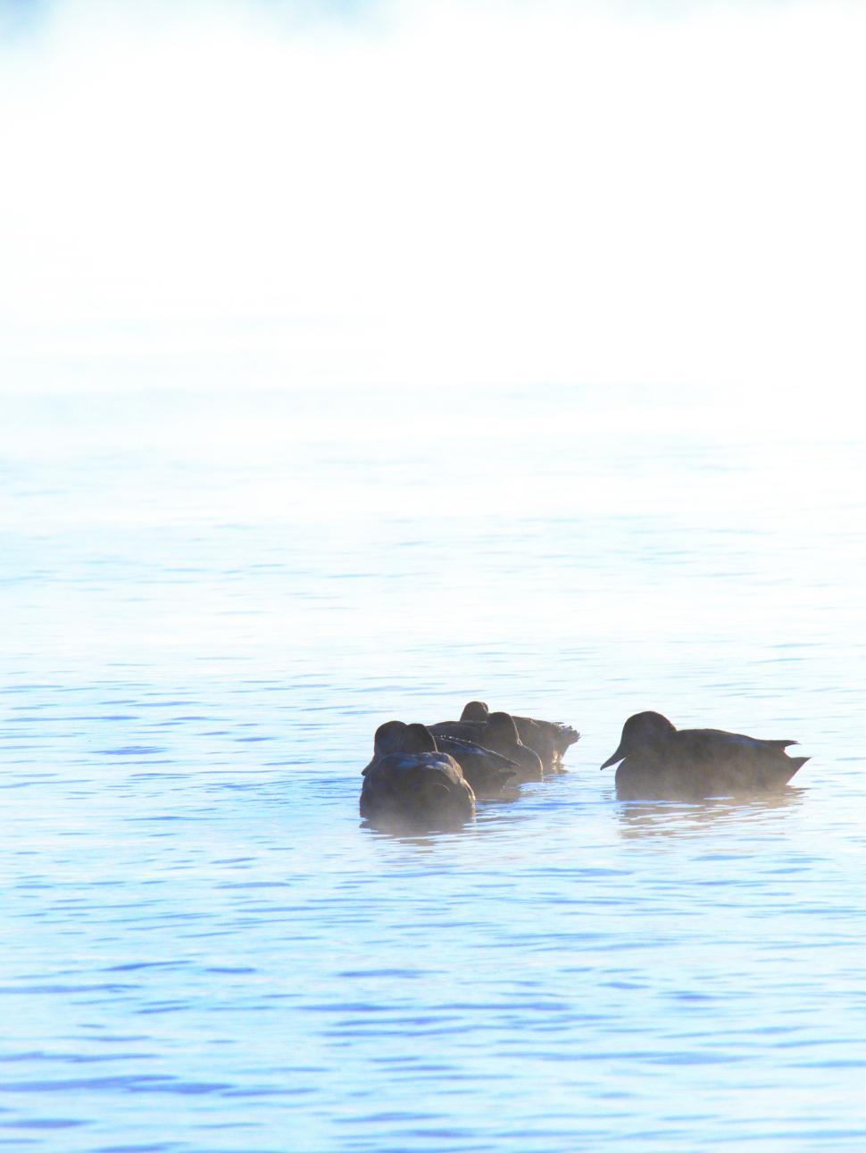 Free Image of Ducks swimming peacefully in a foggy lake at dawn 