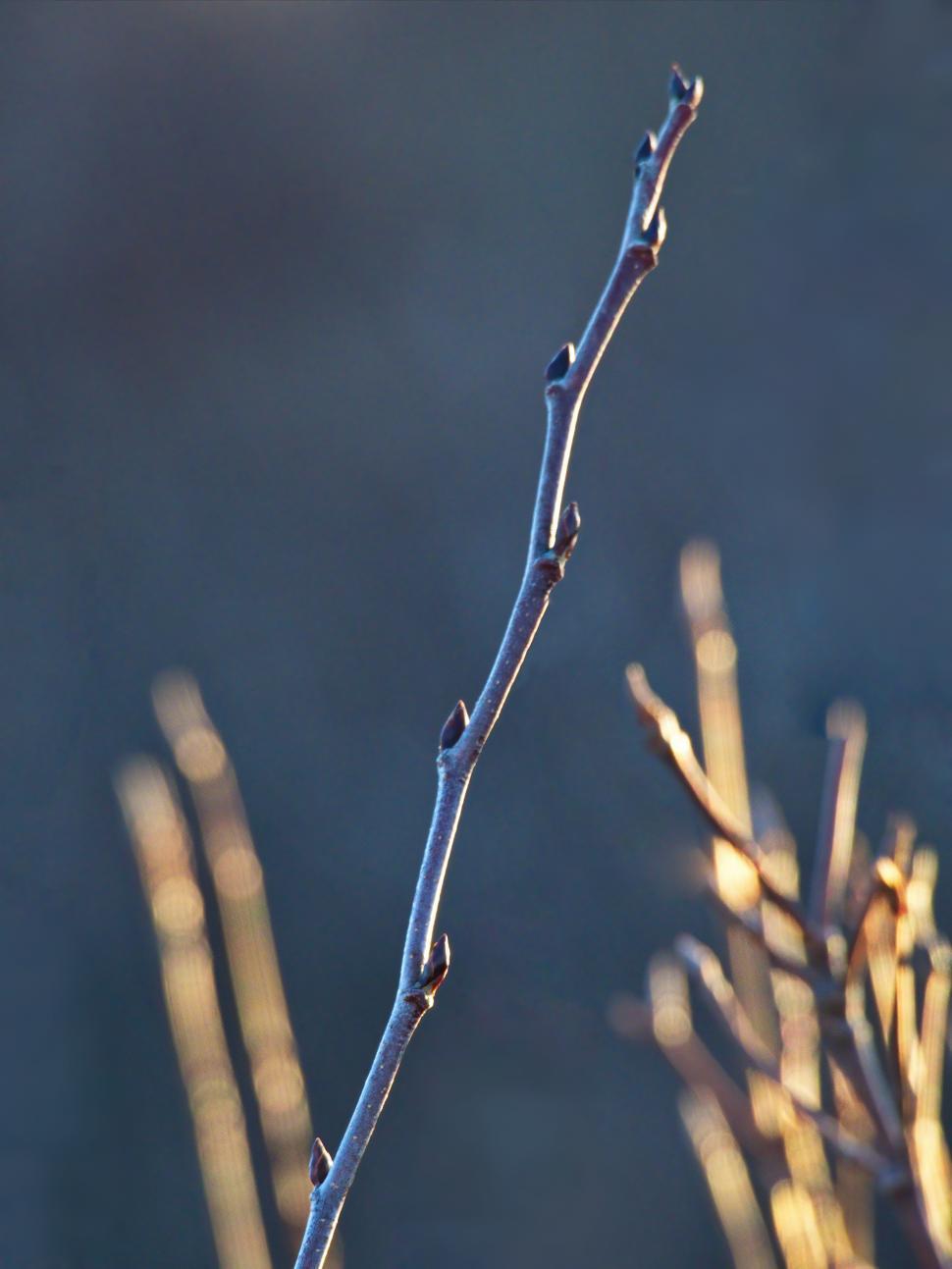 Free Image of Bud on a slender branch illuminated by soft evening light in nature 