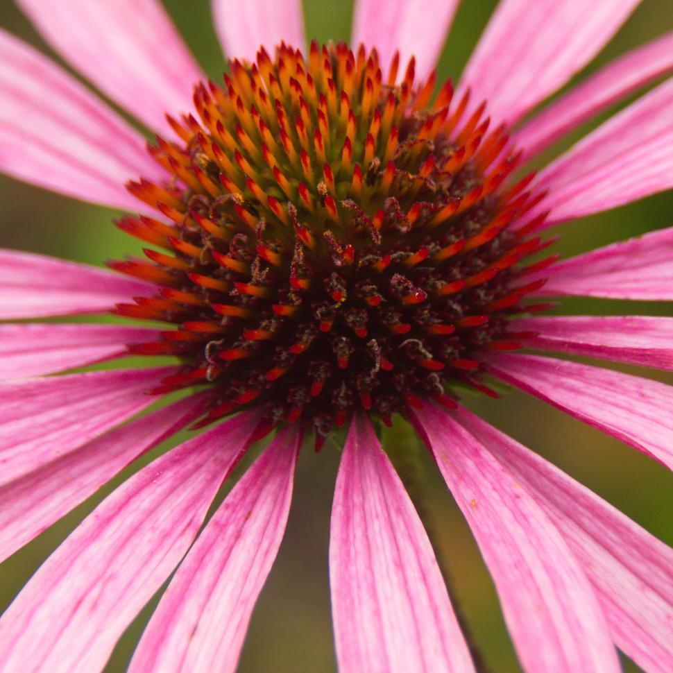 Free Image of Close-up of vibrant pink flower showcasing intricate details in natural setting 