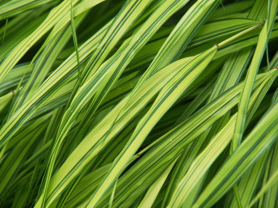 Free Image of Lush green grass with vibrant leaf patterns in a garden setting 