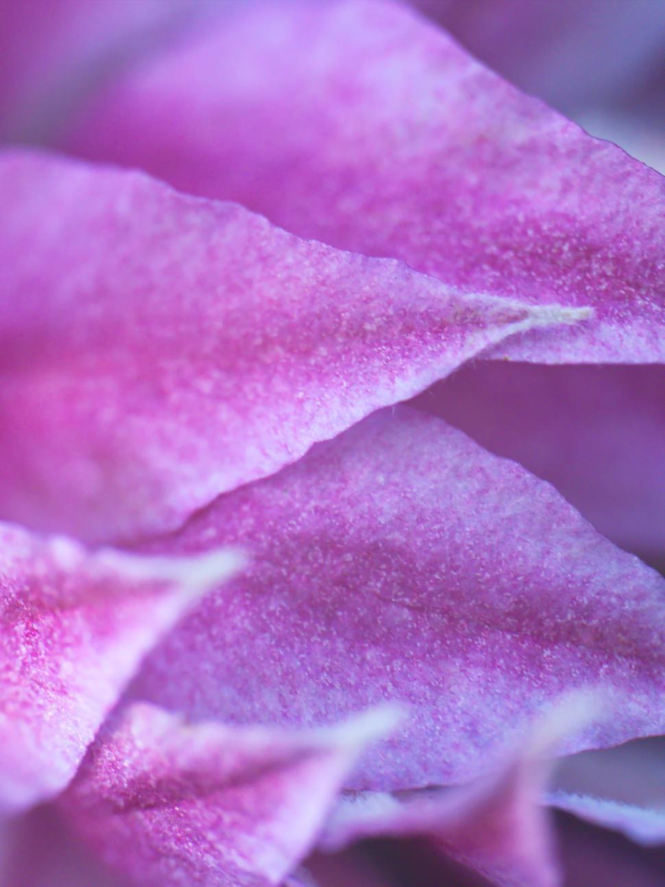 Free Image of Delicate pink rose petals with soft texture and vibrant colors captured in detail 