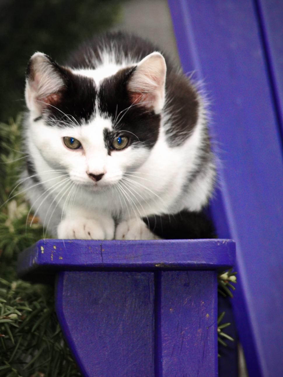Free Image of Playful black and white cat exploring a vibrant purple bench outdoors 