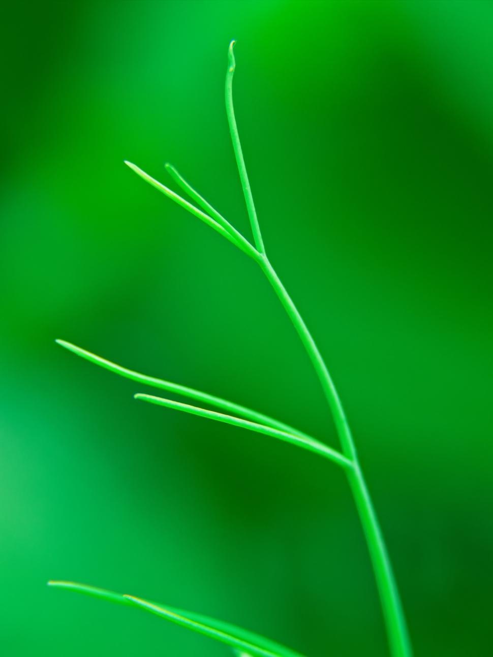 Free Image of Delicate green plant tendrils reaching towards sunlight in a lush environment 