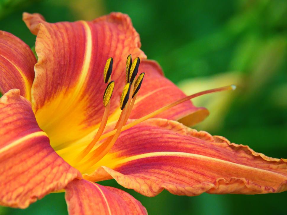 Free Image of Vibrant orange lily blooms under bright sunlight in a lush garden 