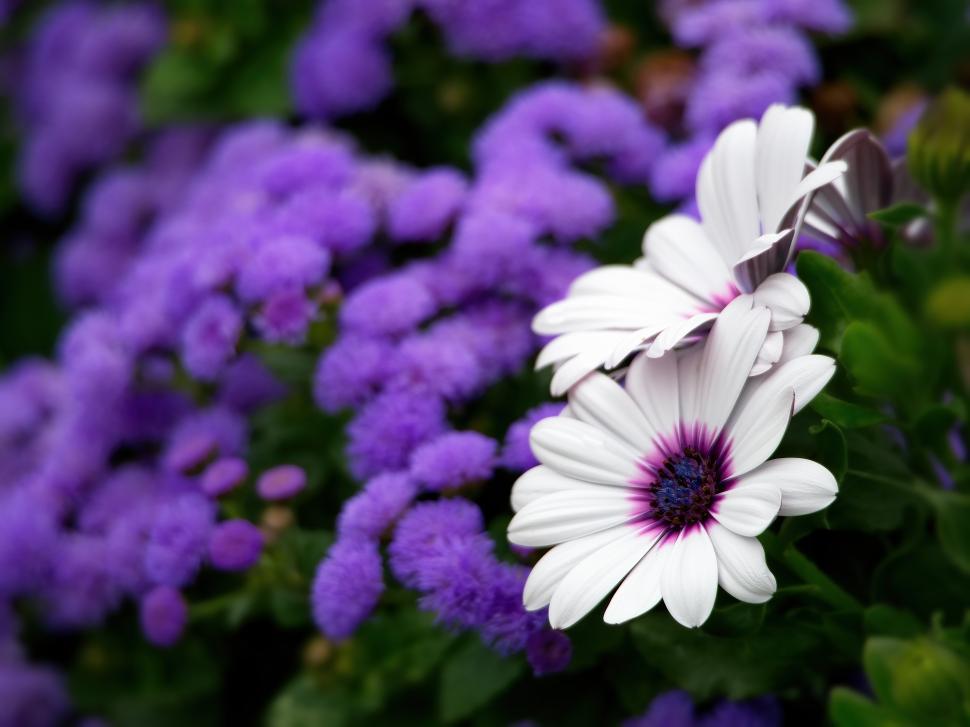 Free Image of Vibrant white and purple flowers bloom in a garden setting during springtime 