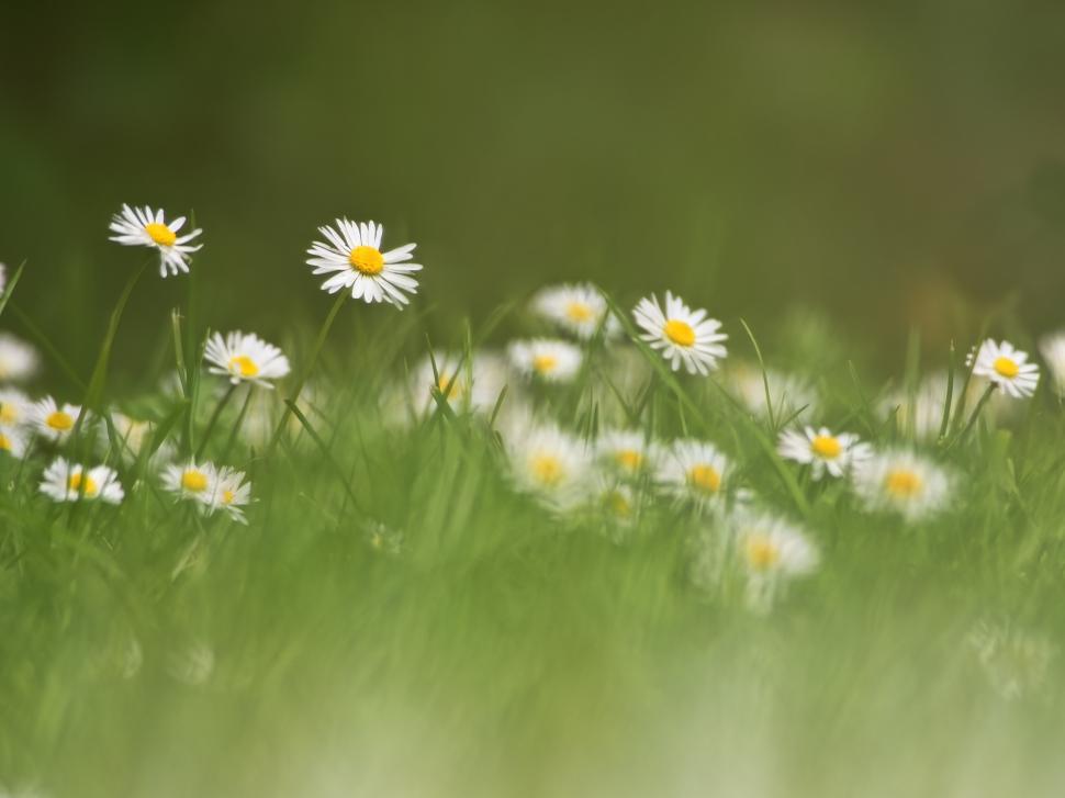 Free Image of Wildflowers bloom in a serene meadow during spring season 