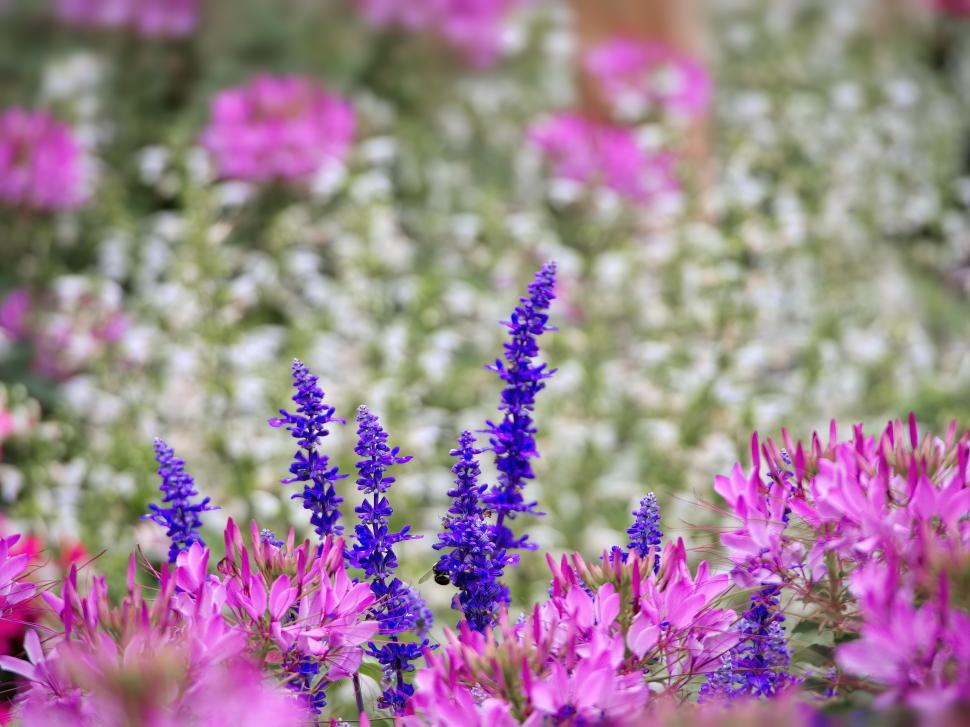 Free Image of Colorful flowers bloom in a vibrant garden during springtime 