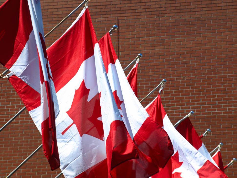 Free Image of Waving Canadian flags in a sunny outdoor setting during a festive gathering 