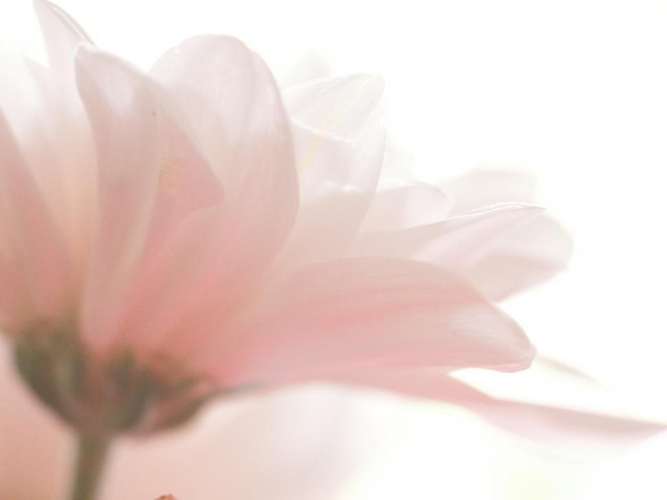 Free Image of Soft pink flower petal glows in natural light during spring evening 