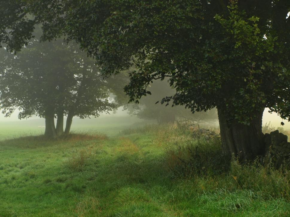 Free Image of Misty morning landscape with trees in soft light 