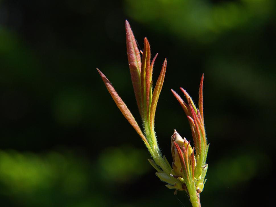 Free Image of New growth emerges on young plant in vibrant spring sunlight 