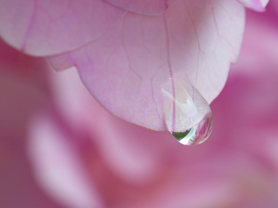 Free Image of Delicate water droplet clings to a petal in soft twilight light 