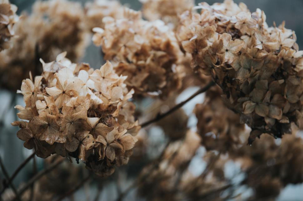 Free Image of Dried hydrangea flowers showcasing autumn hues in a tranquil garden setting 