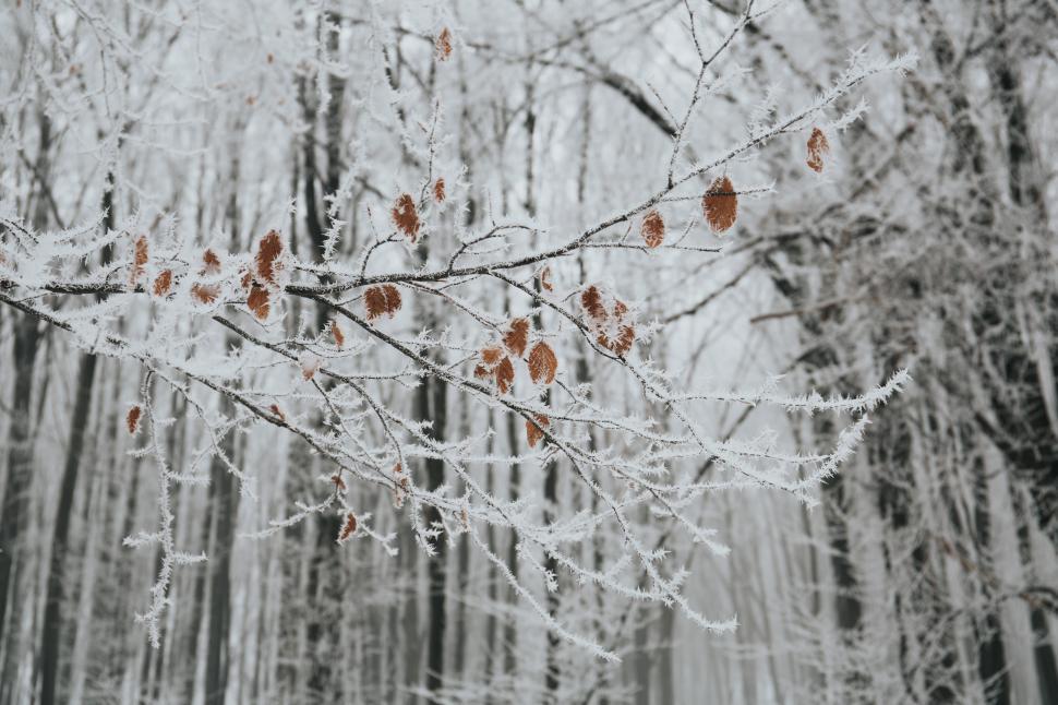 Free Image of Winter landscape features frosty branches with remnants of autumn leaves 
