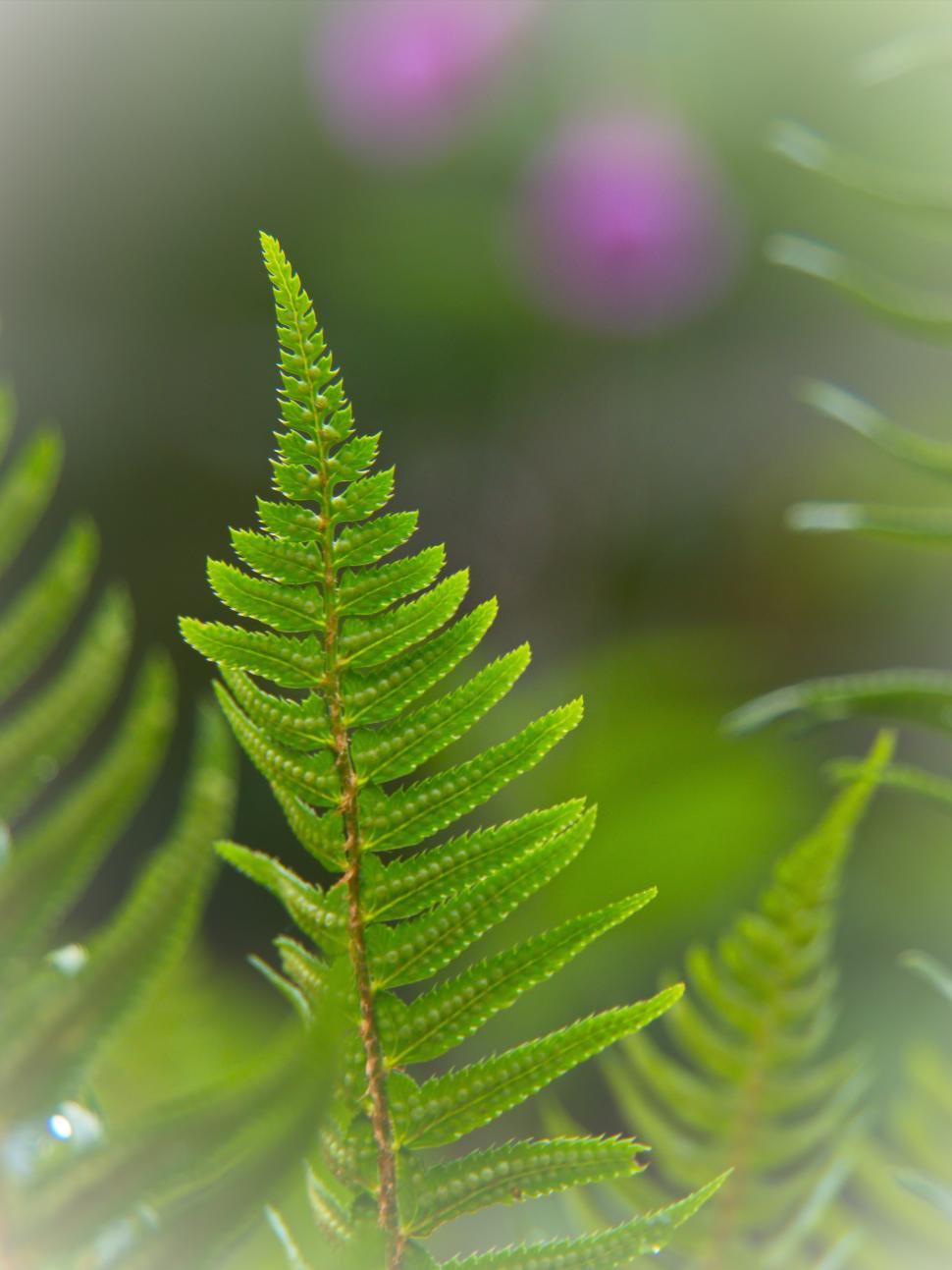 Free Image of Lush green fern leaves against a soft blurred background in a garden 