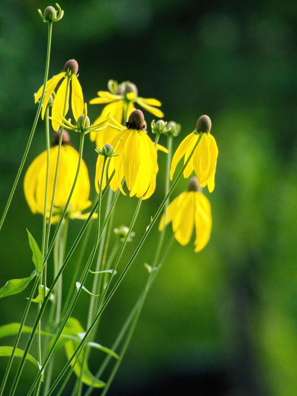 Free Image of Vibrant yellow flowers basking in sunlight during a serene summer afternoon 