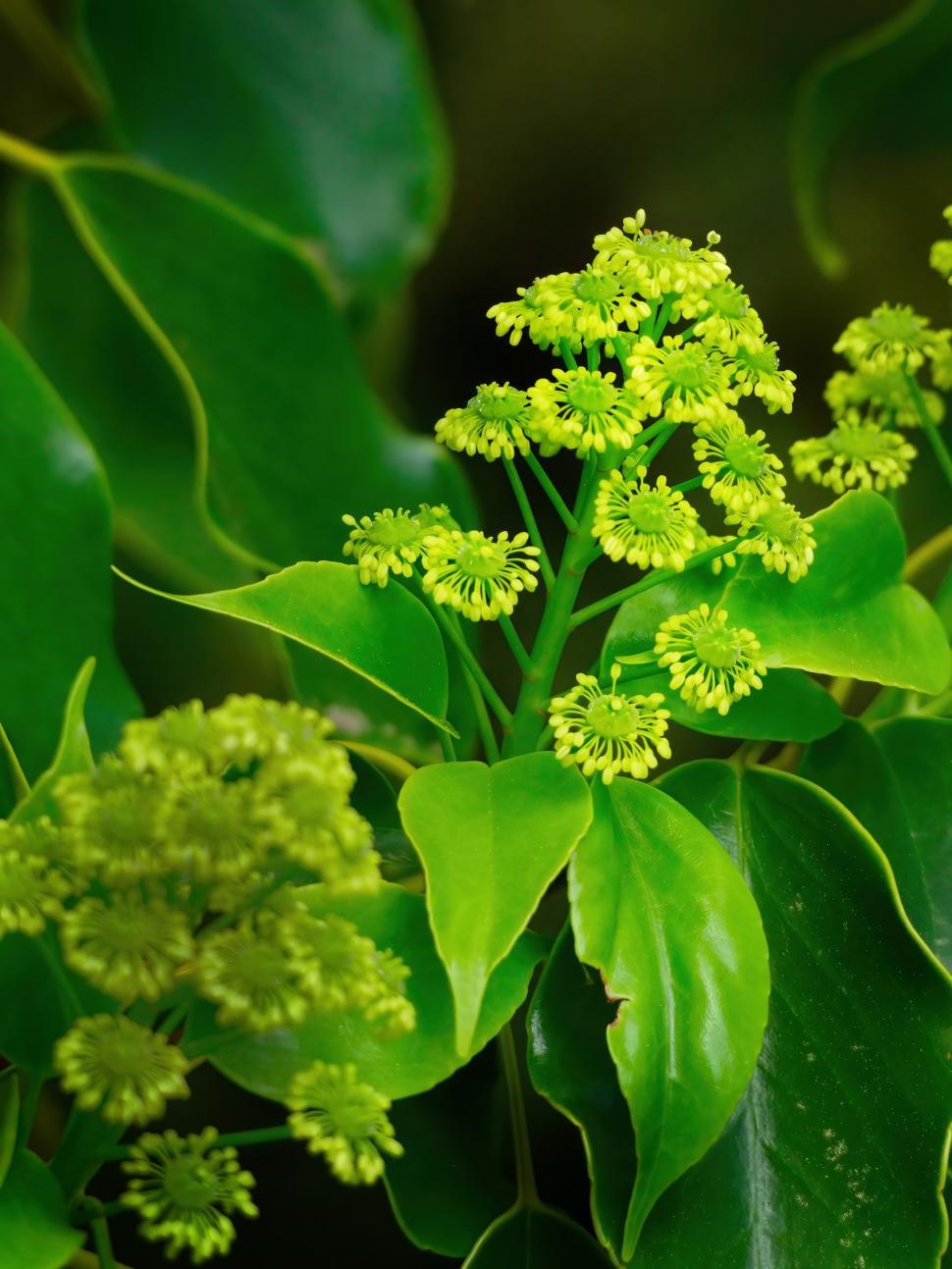 Free Image of Green flowering plant with delicate blossoms in a vibrant setting 