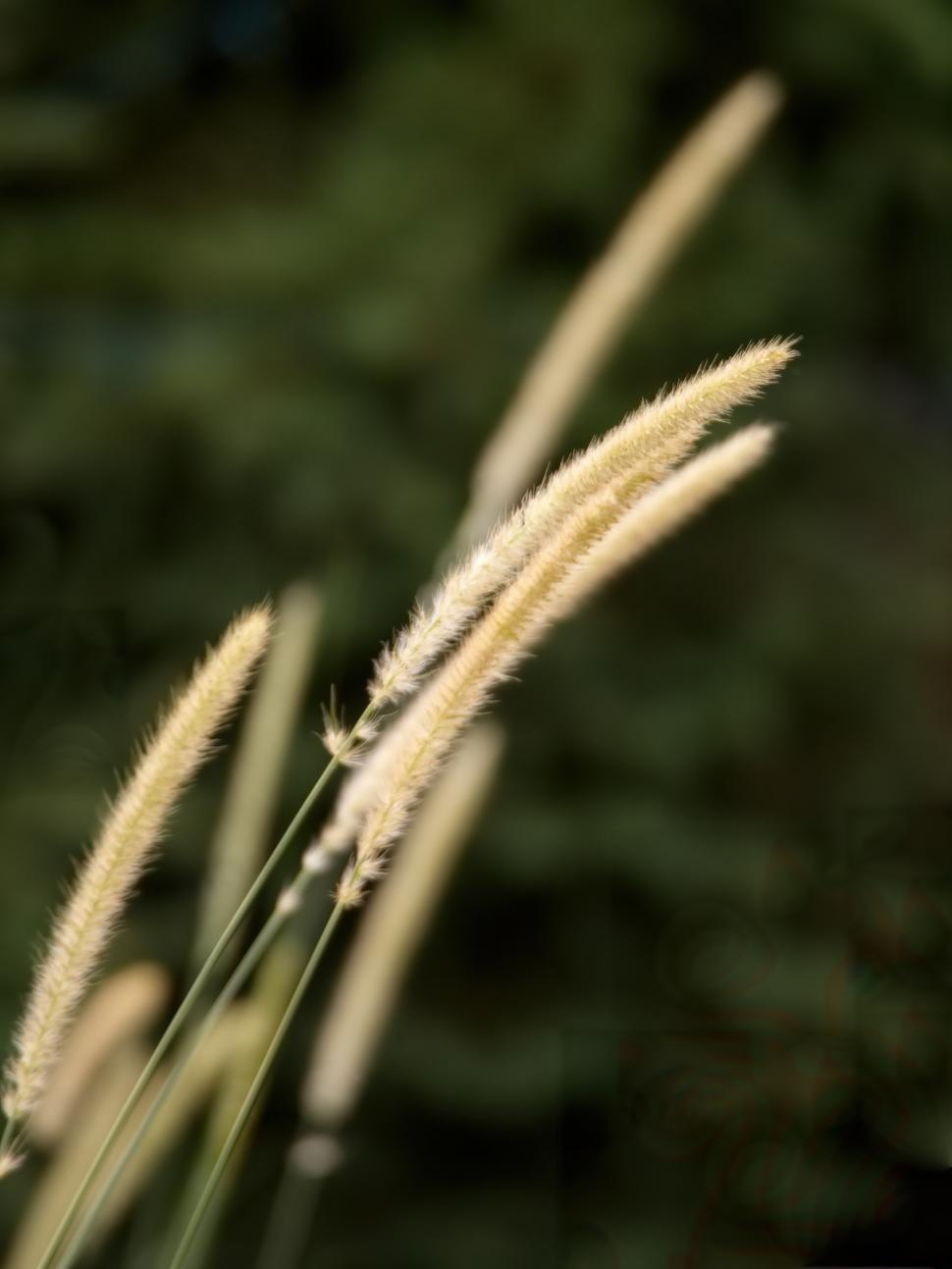 Free Image of Golden grass swaying gently in the breeze on a calm evening 