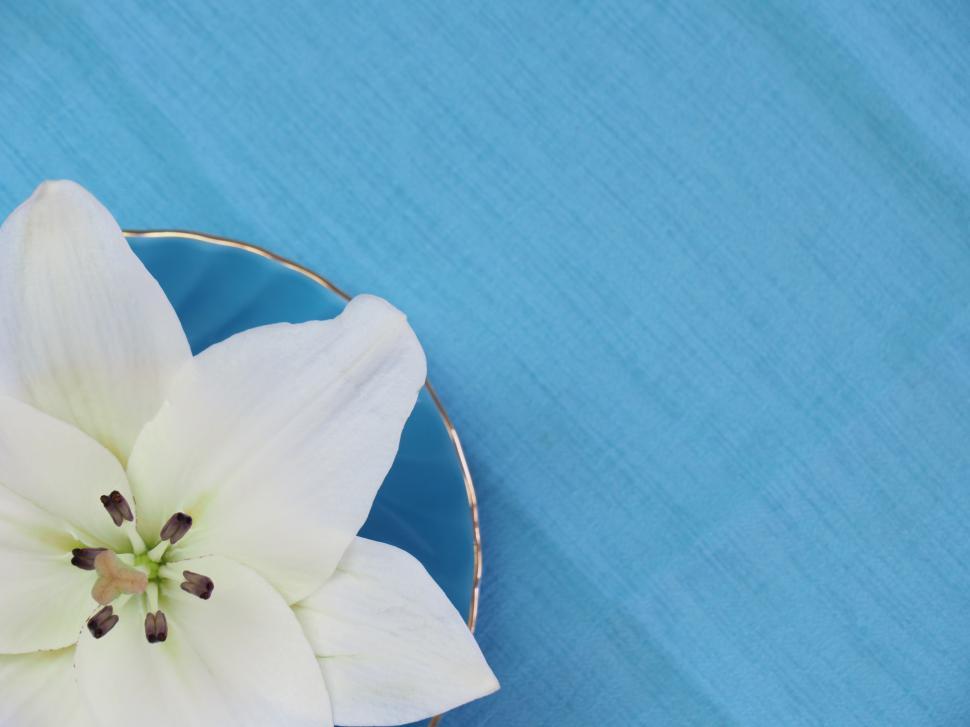 Free Image of White lily on a blue plate with a calm backdrop 