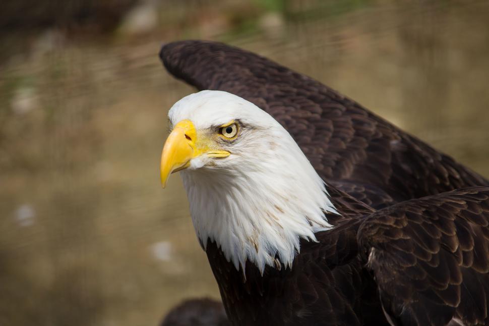 Free Image of Majestic bald eagle showcasing its striking features 
