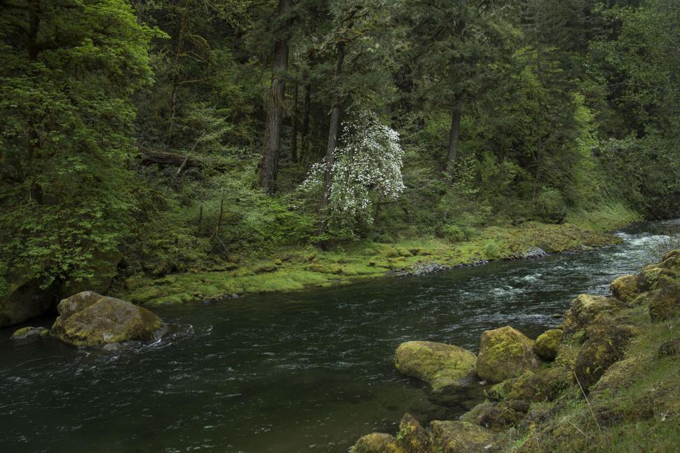 Free Image of Tranquil river flowing through lush forest landscape in spring 