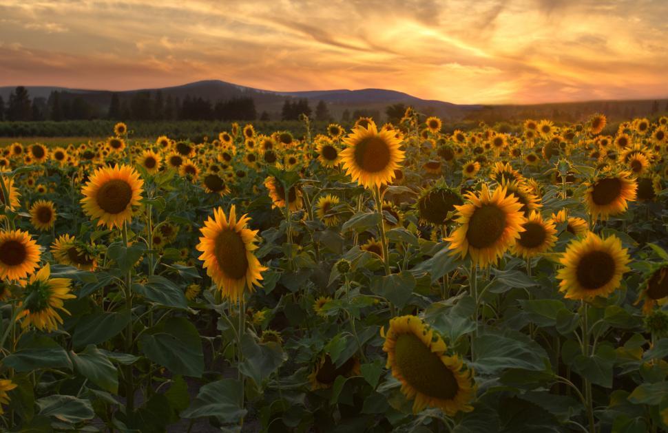 Free Image of Sunflower field at sunset in a rural landscape 