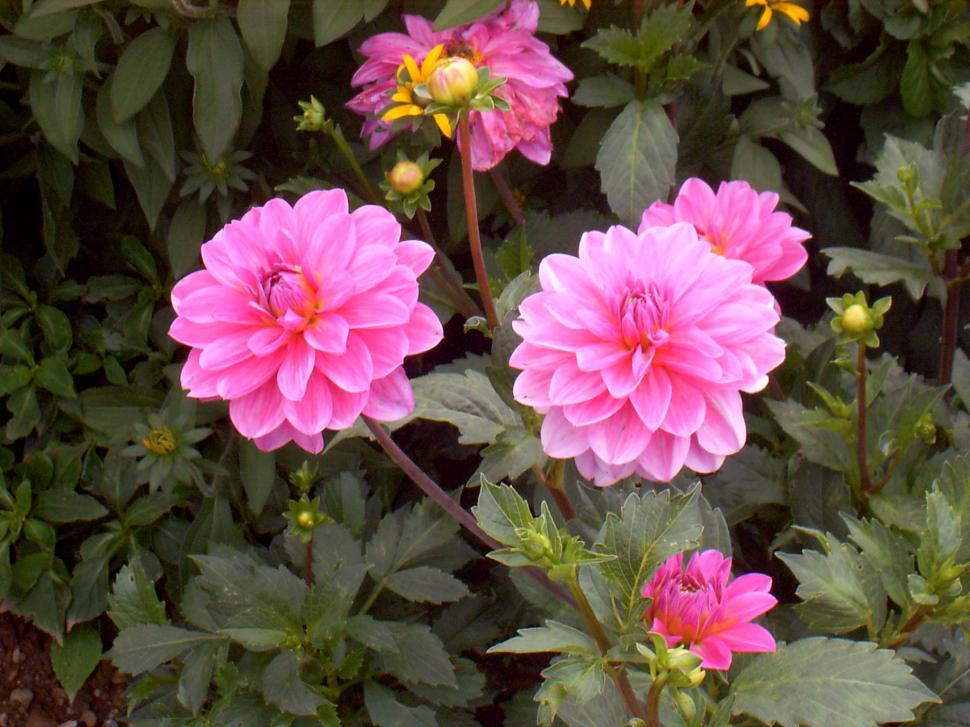Free Image of Collection of various autumn flowers 