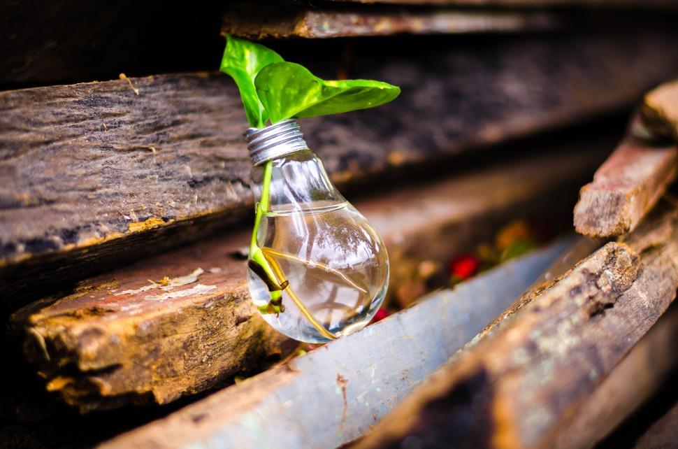 Free Image of Creative plant display in light bulb on wooden backdrop 