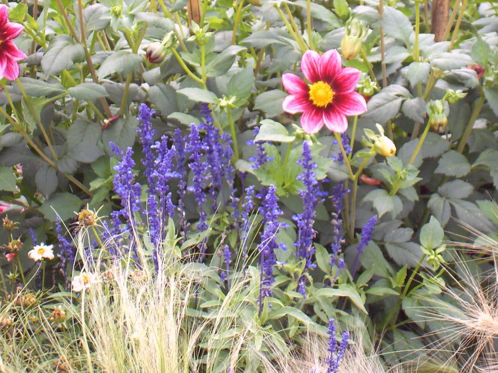 Free Image of Collection of various autumn flowers 