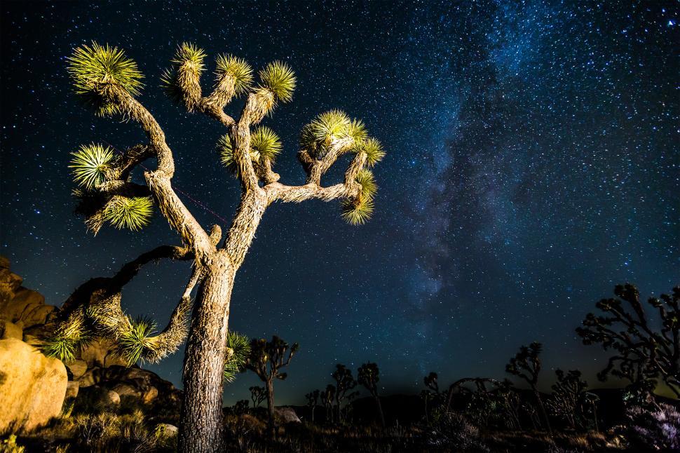 Free Image of Starry night sky over a Joshua tree in the desert 