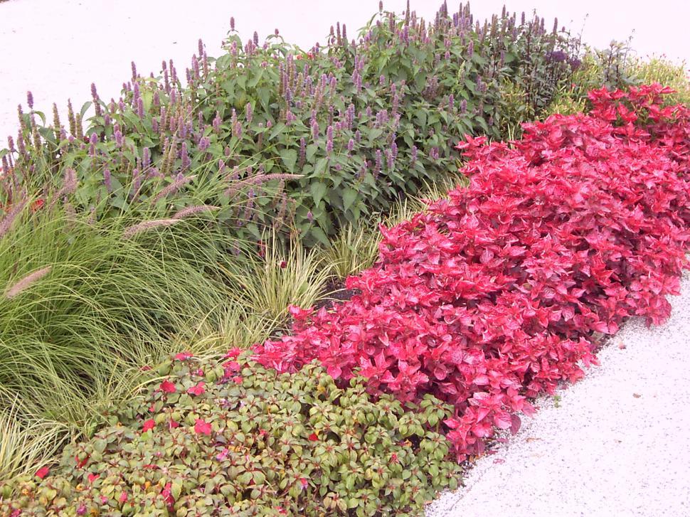 Free Image of Collection of various autumn flowers 