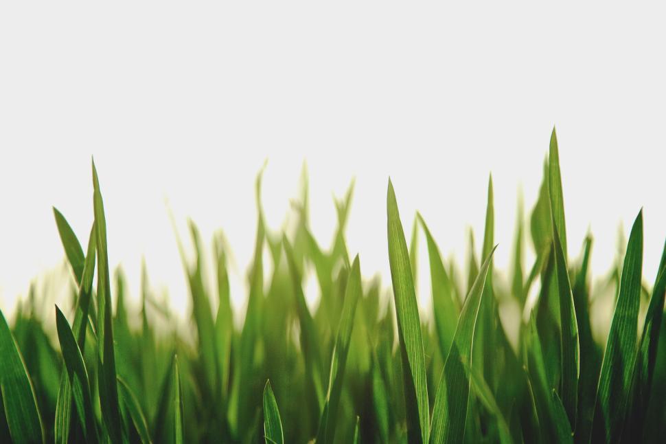 Free Image of Fresh green grass swaying gently in the sunlight during early morning hours 