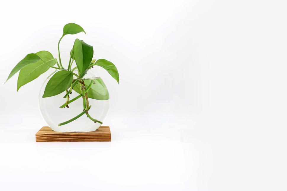 Free Image of Pothos plant growing in clear glass vase on wooden stand in bright light 