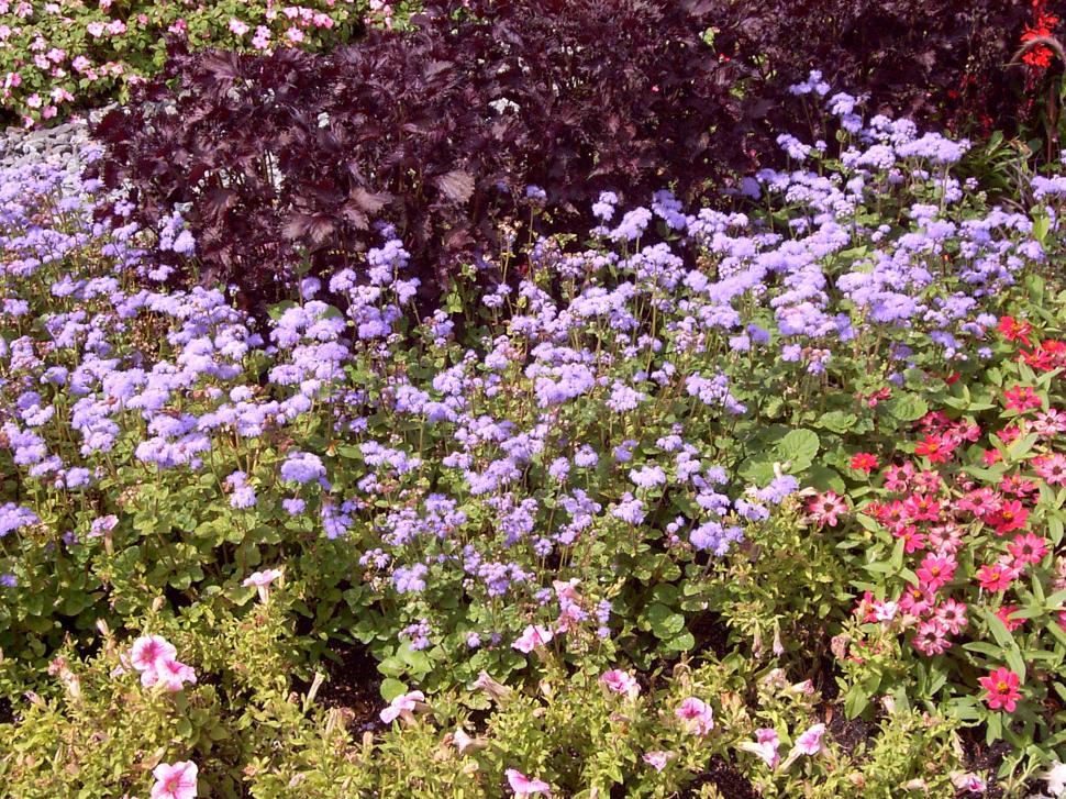 Free Image of Collection of various autumn flowers 