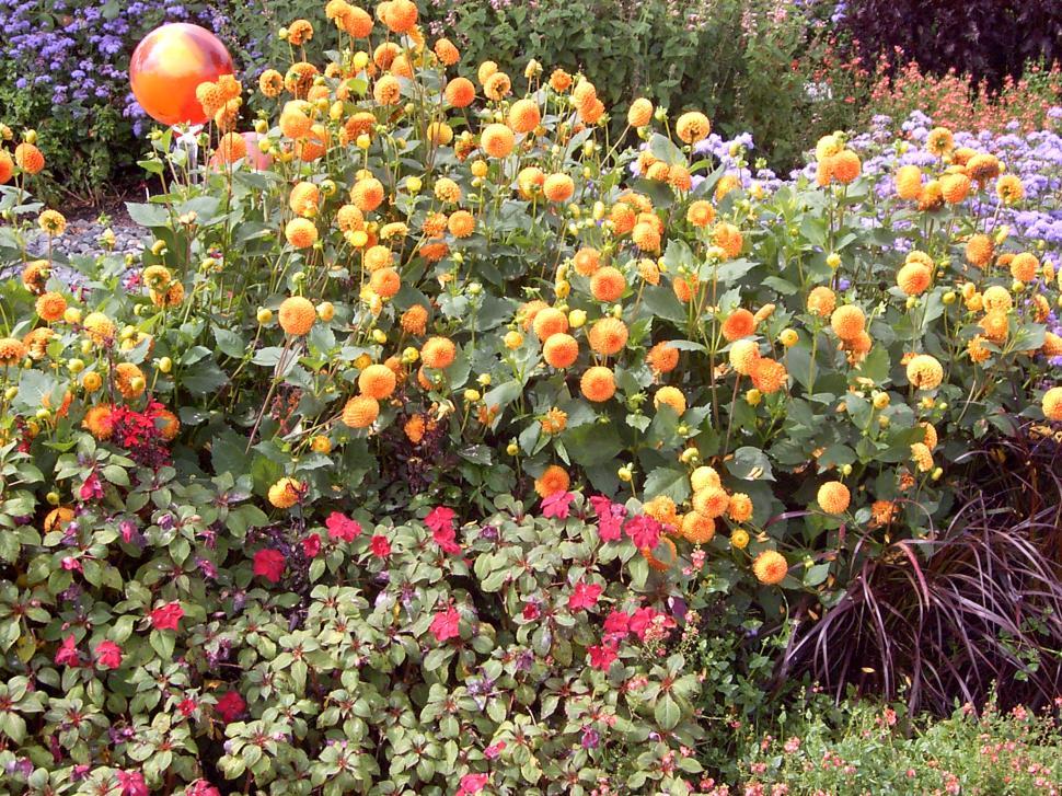 Free Image of Collection of various autumn flowers 