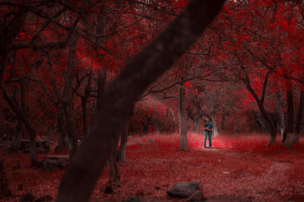Free Image of Couple embraces in a vibrant autumn forest with red foliage during evening light 